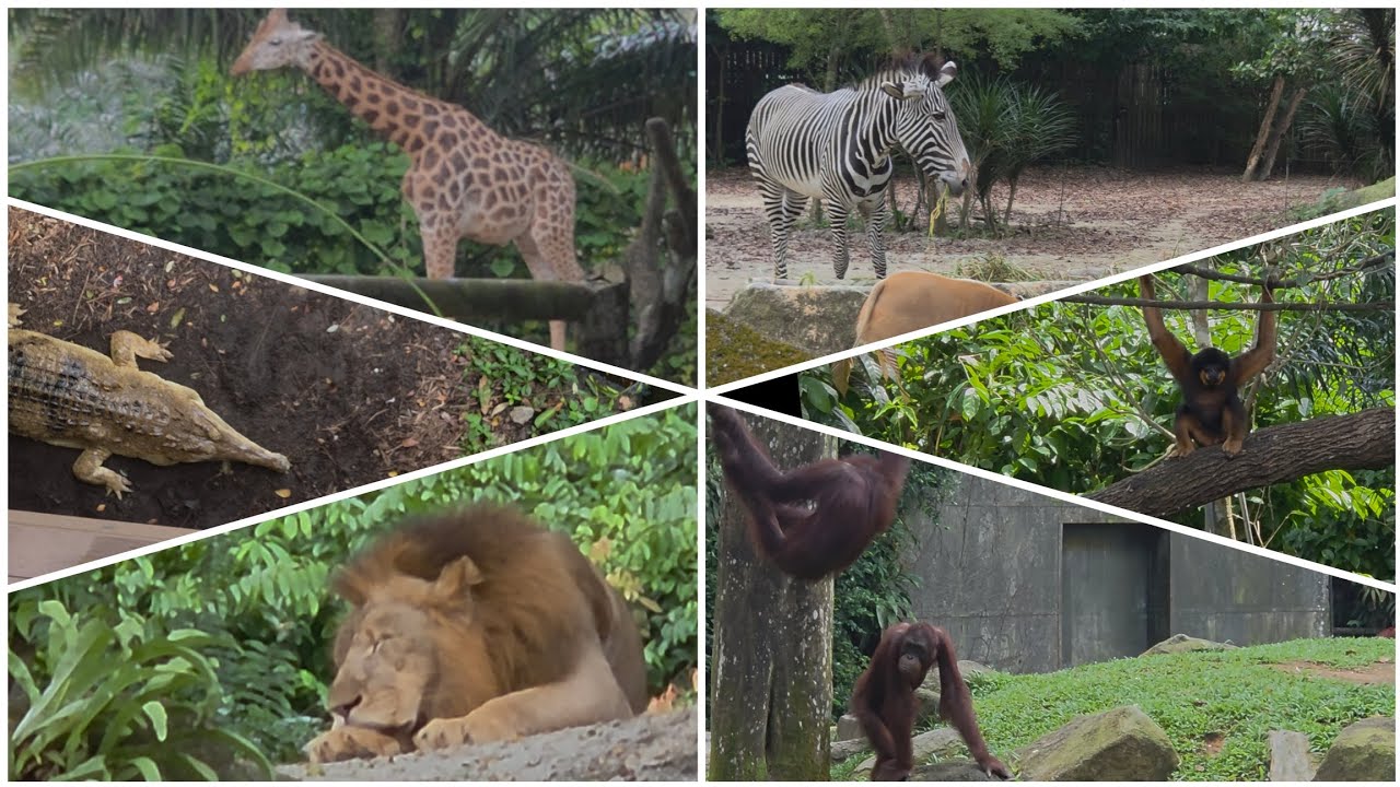 விலங்கியல் பூங்கா. #singapore #tamil #zoo #madurai #melur  #angmokio