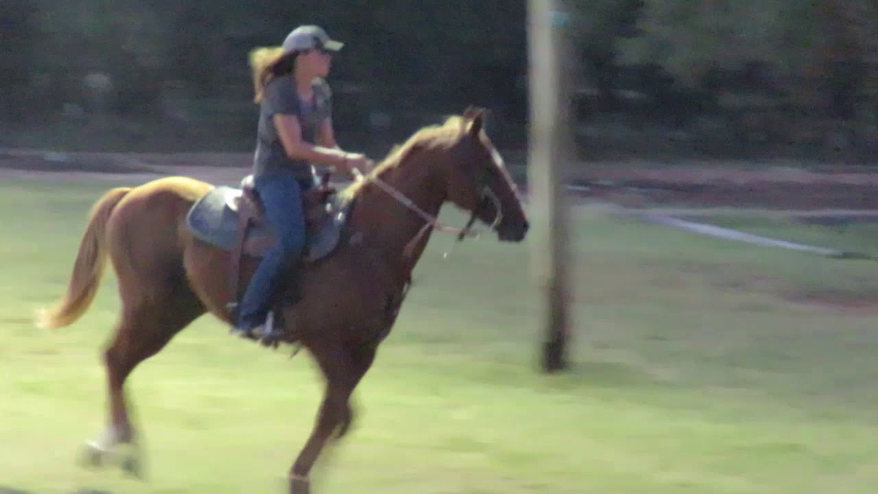 Turtle - BROKE - finished auto free runner 1/2D rodeo caliber older gelding - easily smashed