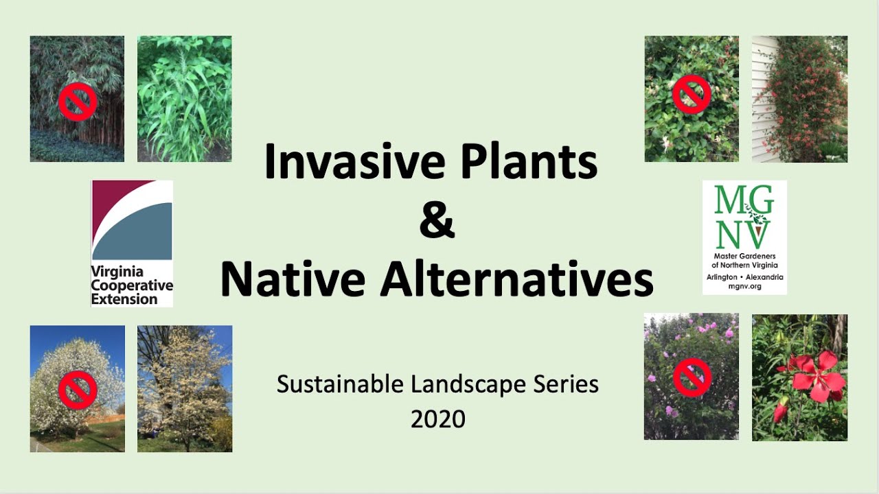 Invasive Plants & Native Alternatives