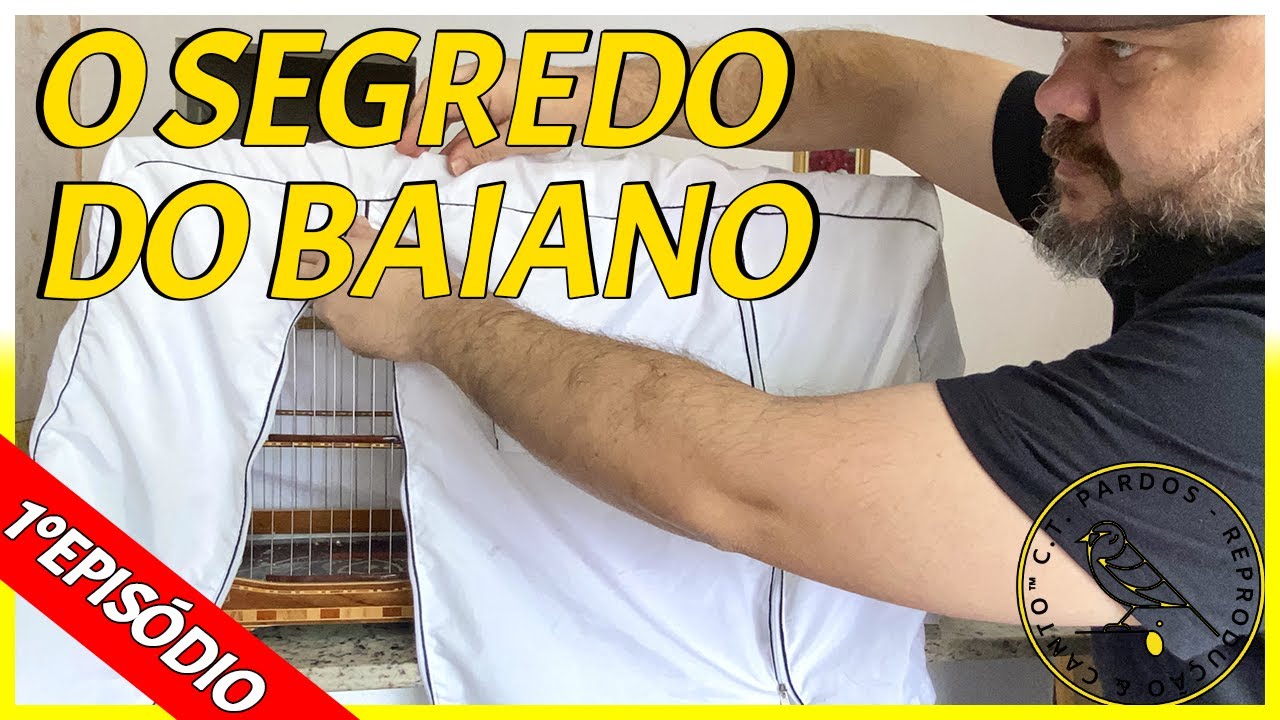 O GRANDE SEGREDO DE LEVANTAR PAPA CAPIM BAIANO FRIO DO ZERO / COMO ACERTAR PAPA-CAPIM BAIANO FRIO