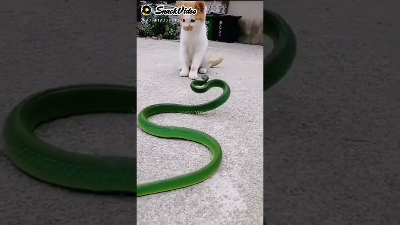 Kucing VS Ular Rumput