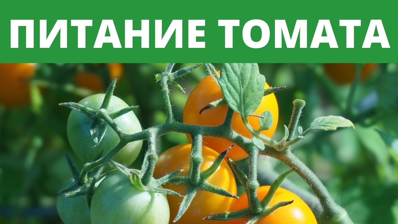 ЧЕМ УДОБРЯТЬ ТОМАТЫ? ПИТАНИЕ ТОМАТОВ!