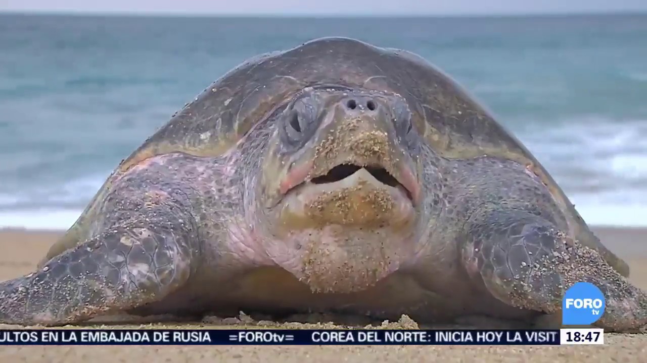 Comienza arribo masivo de tortugas a la playa de Ixtapilla, Michoacán