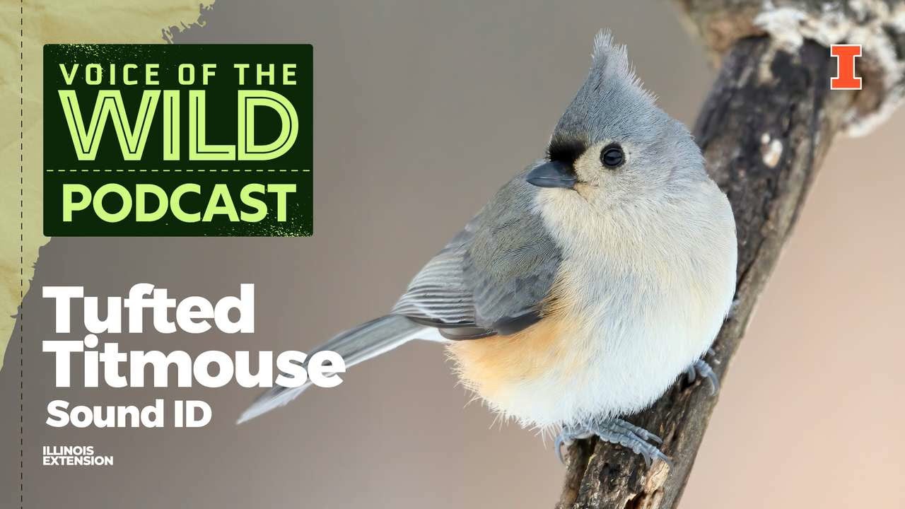 Episode 84: Tufted Titmouse – Voice of the Wild