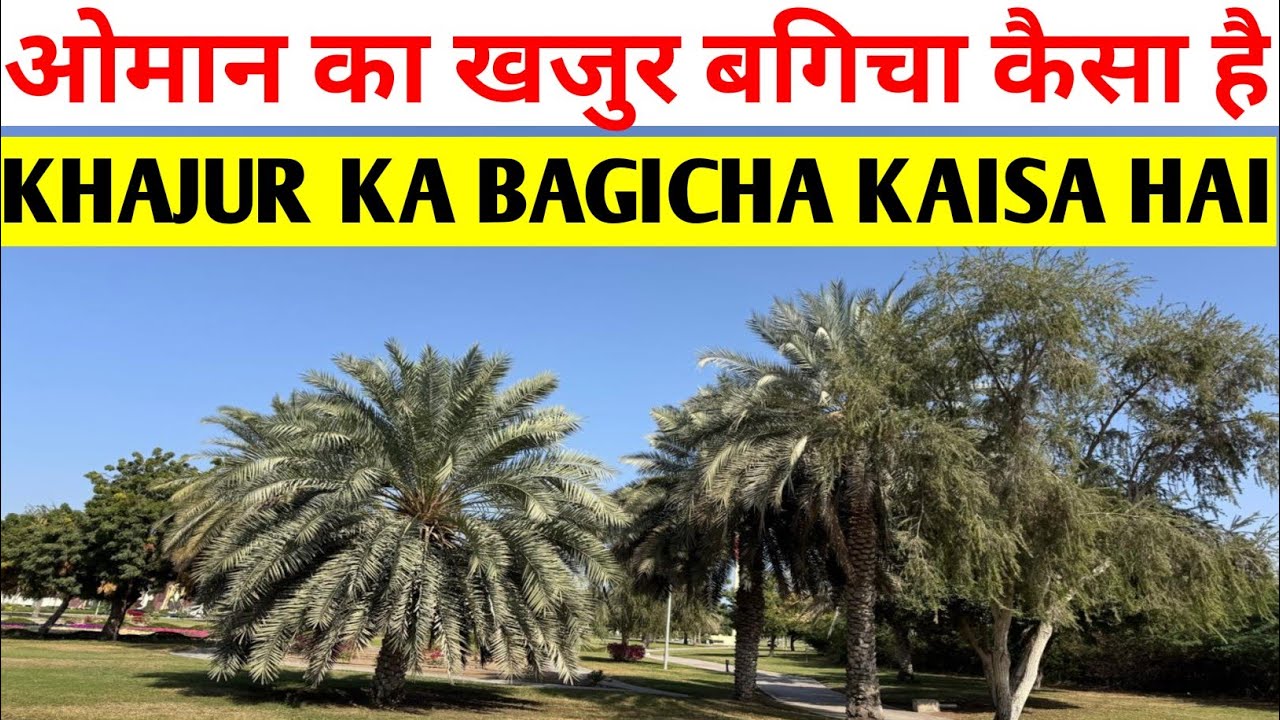 ओमान देश मे खजूर का बगीचा Dates Palm Oman