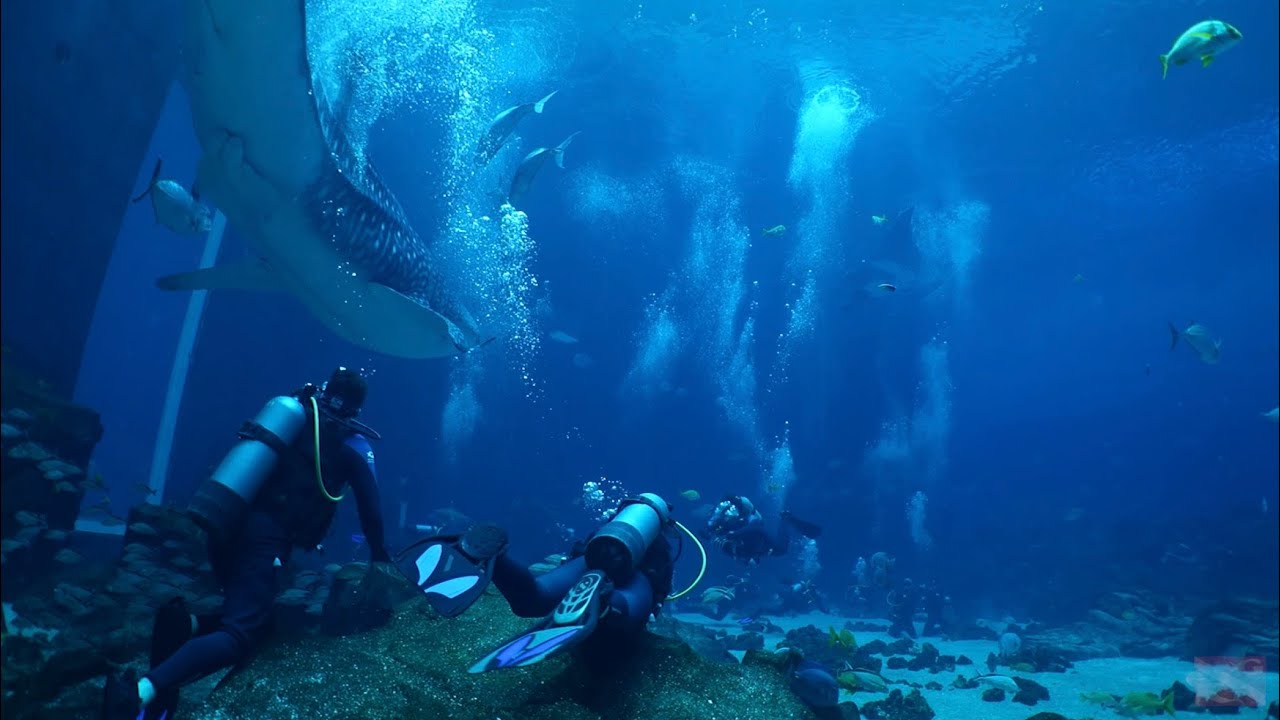 Georgia Aquarium: Journey with Gentle Giants Full Dive Video 3/4/26