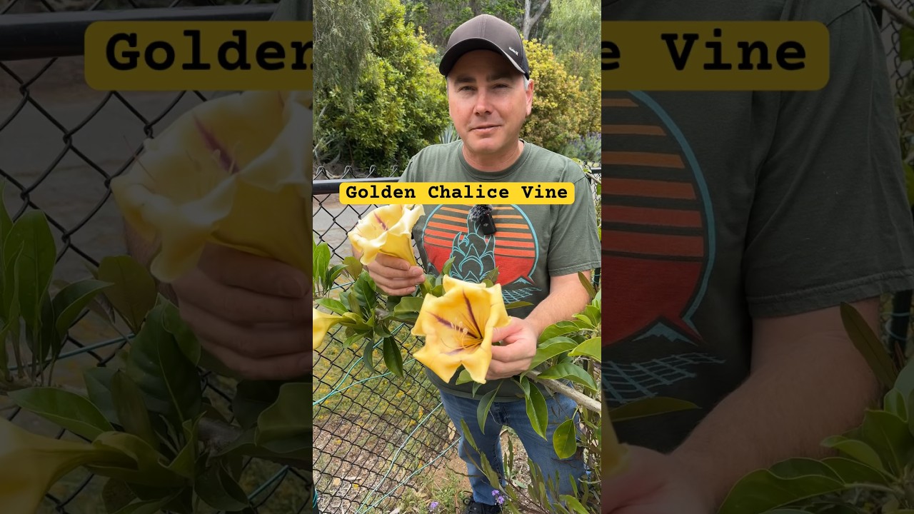 Golden Chalice Vine ( Solandra maxima) 🏆 #vine  #flowers #golden #gardening #garden #plants