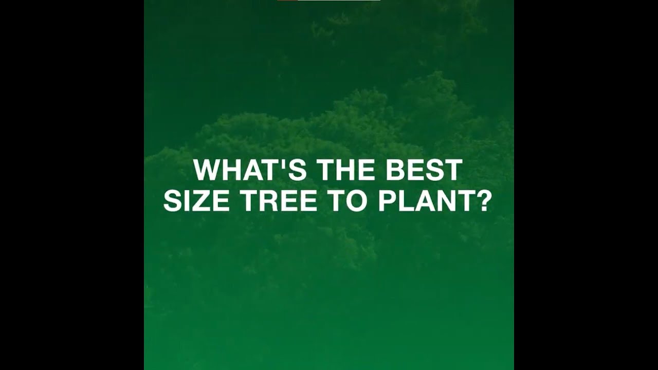 What is the Best Size Tree to Plant?
