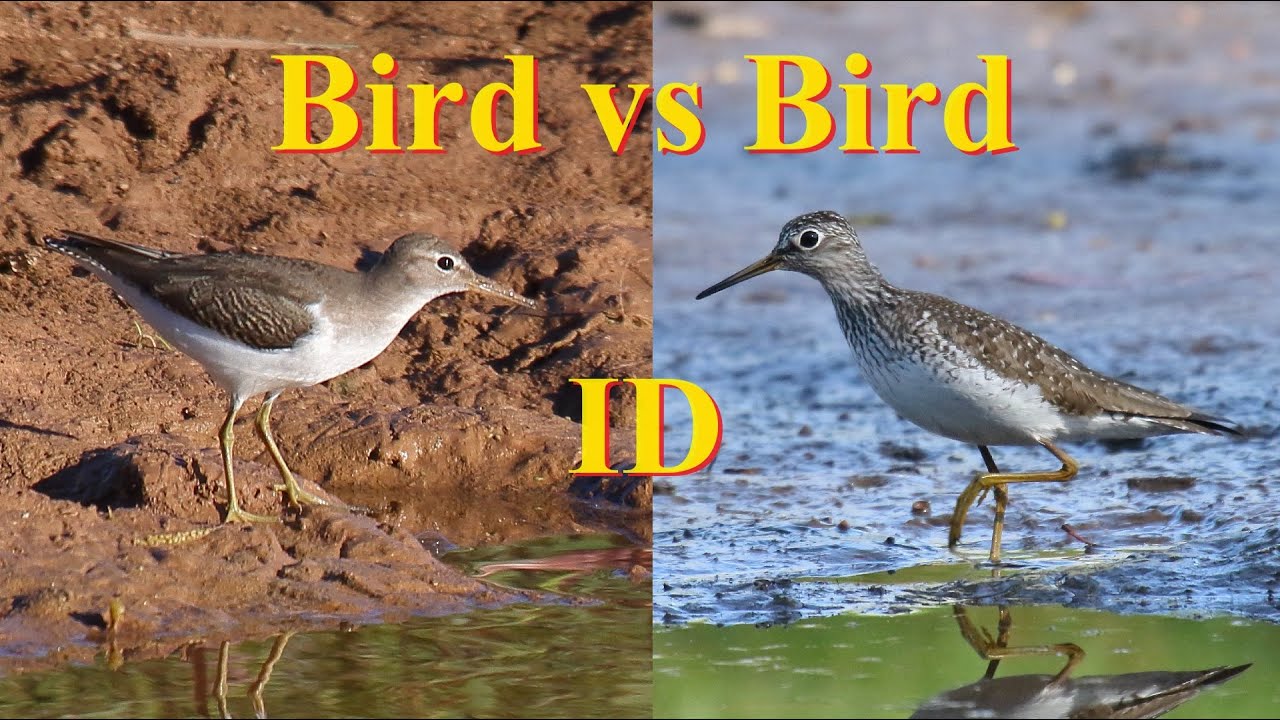 Identify Birds: Spotted Sandpiper vs Solitary Sandpiper:  Side-by-side