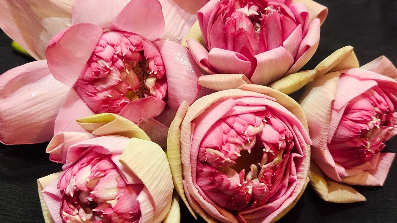 Easy trick to fold lotus flower petals|how to fold lotus flower petals|5 easy way to fold lotuspetal