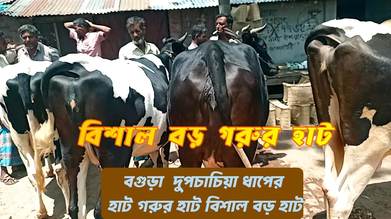 বগুড়া দুপচাচিয়া ধাপের হাট | বিশাল গরুর হাট 2025 Bogura Dupchachia Dhaper Haat Gorur Haat Bangladesh
