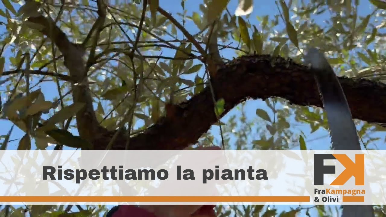Potatura olivo come ricostruire branche sbagliate