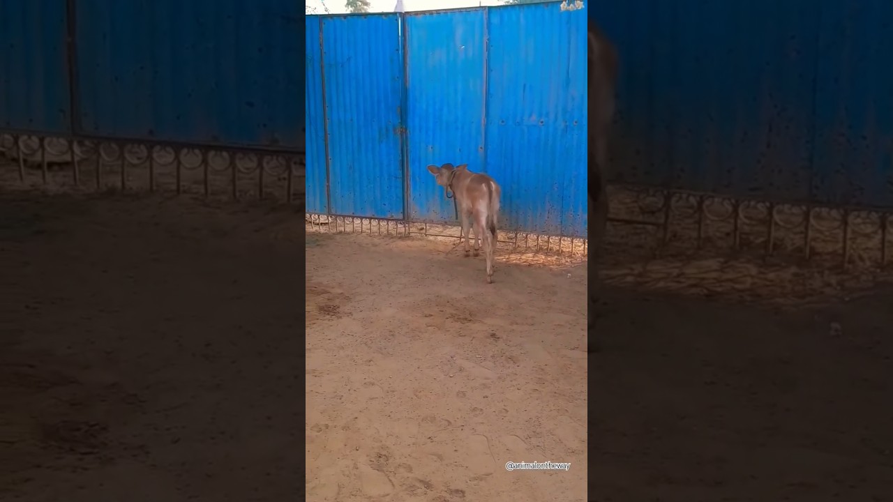 Cowbaby Voice 😇😇/#shorts #cowshorts #cow #animalsounds #cowvideos #babymo #cowsound #animalontheway