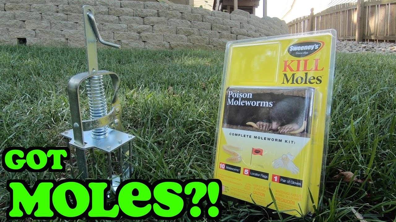 How to Get Rid of Moles | Mole Removal | Mole Trap vs Mole Poison