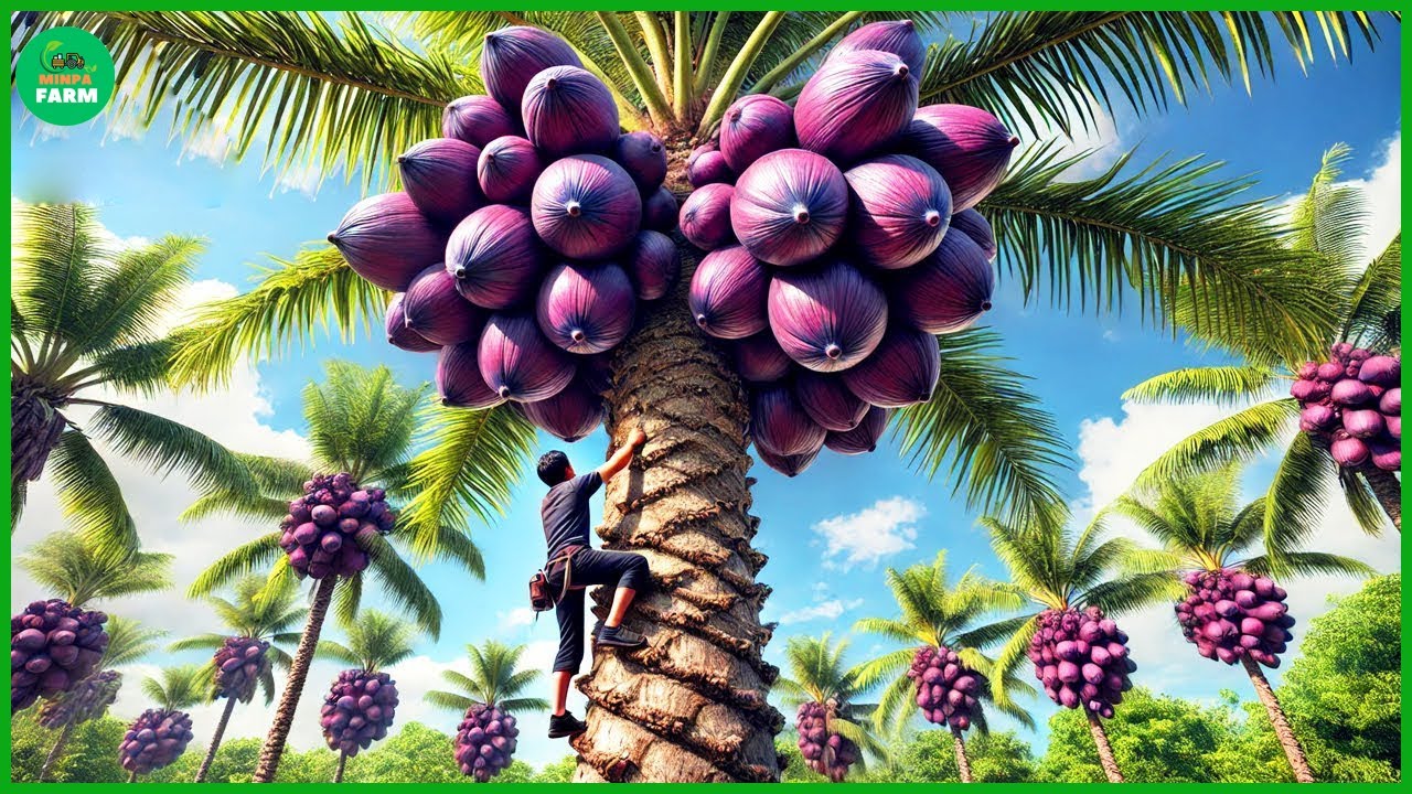 How Indian farmers harvest palm fruit this way - Palmyra Palm Jaggery Farming Documentary