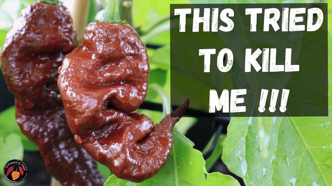 Chocolate Primotalii Pepper Review and Tasting of this Scorching Beauty
