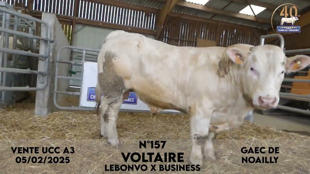 Taureau N&deg;157 VOLTAIRE - GAEC DE NOAILLY - LEBONVO X BUSINESS