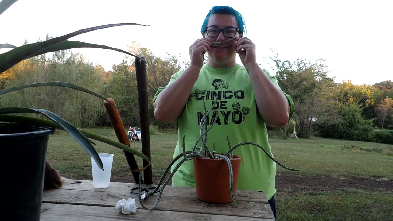Propagating pickle cactus Senecio stapeliiformis