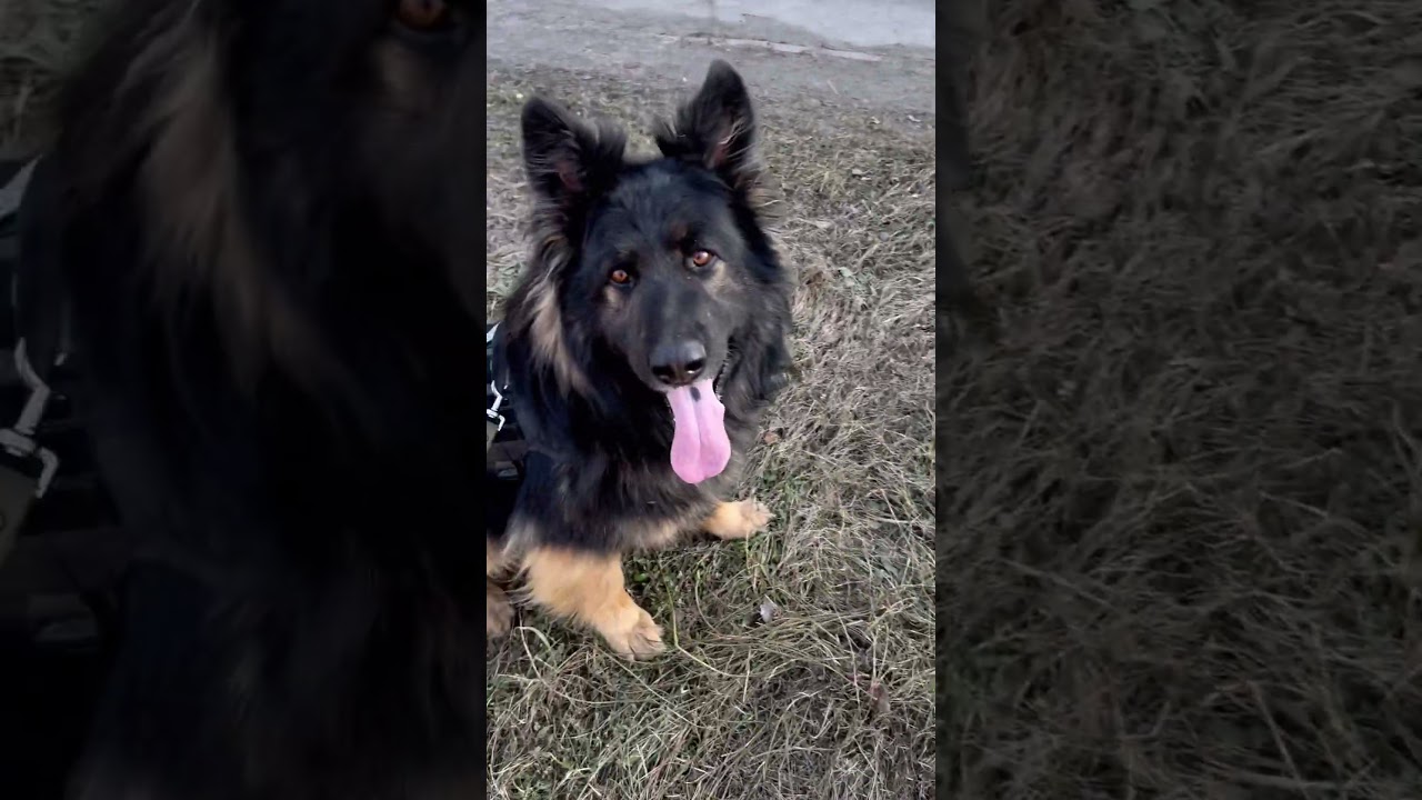 #metal #українськийконтент #домашнітварини #мамськібудні #cat #germanshepherd #німецькавівчарка #кіт