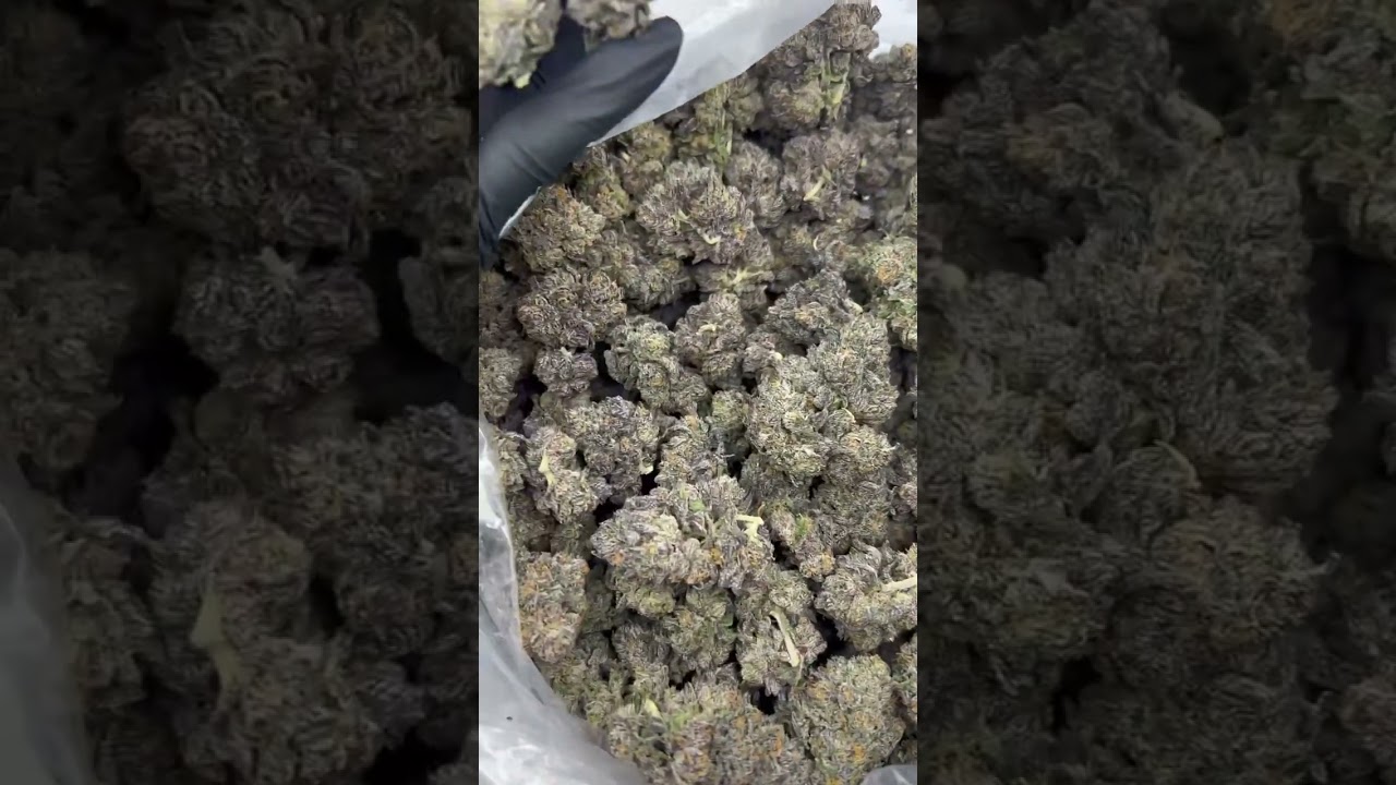 Black Cherry Gelato. Pure indoor
