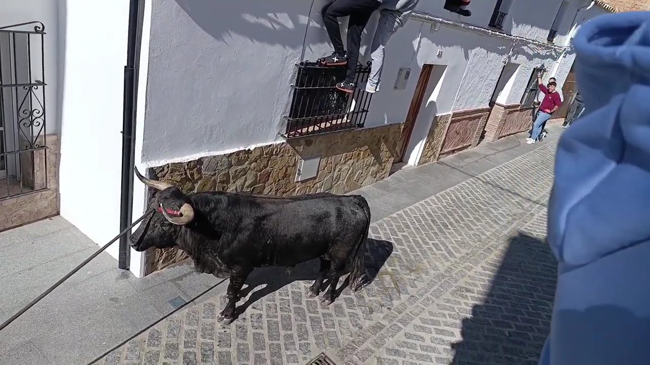 Benaocaz (2-2-25) Toro de: Rehuelga/ 