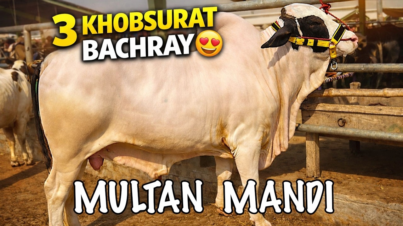 Специальное предложение на субботу 🐂 | Мултан Манди | 3 ребенка и 2 ребенка