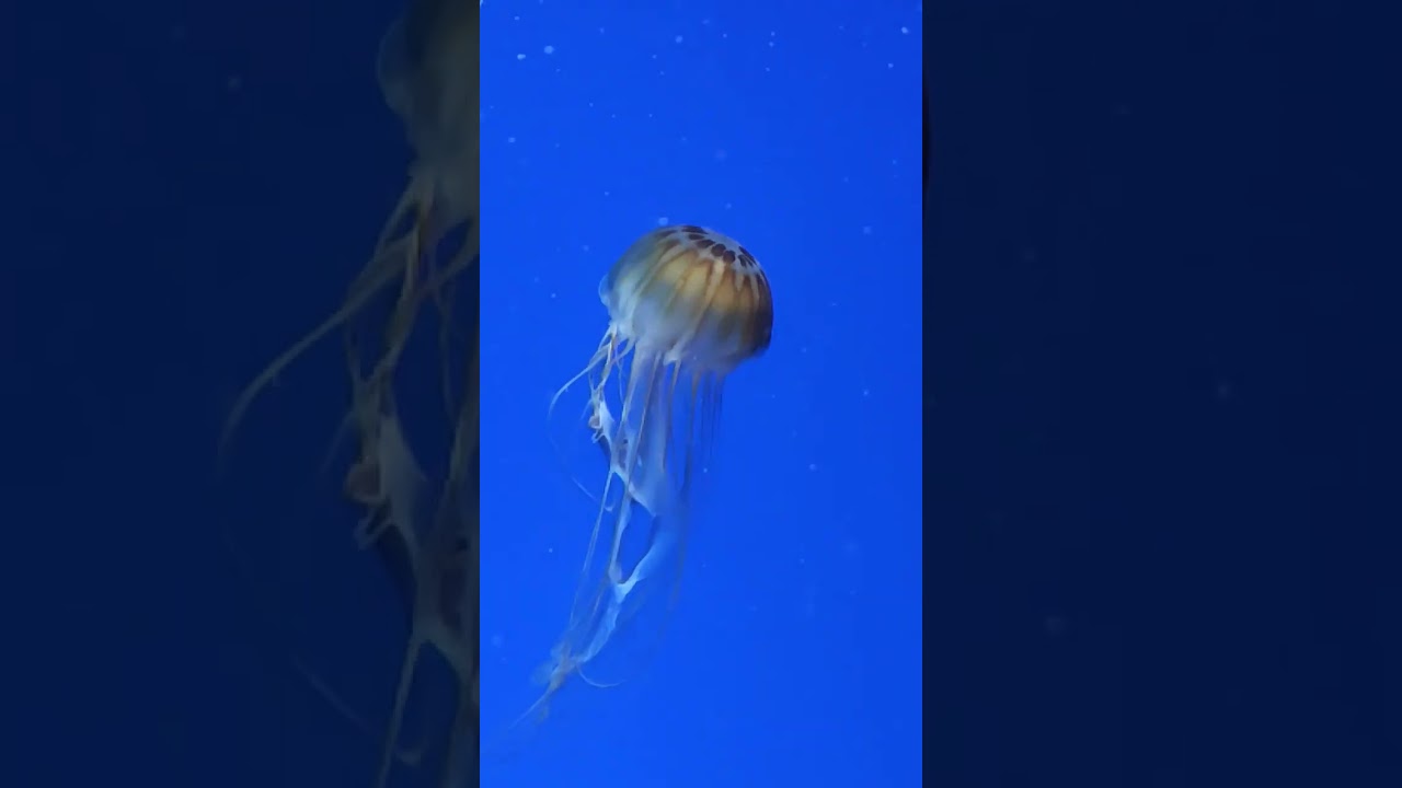 The jellyfish is tangled in its tentacles.