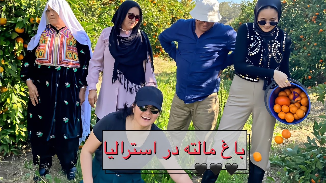 باغ مالته و نارنج در سیدنی استرالیا Sydney orange farm 🍊🥰