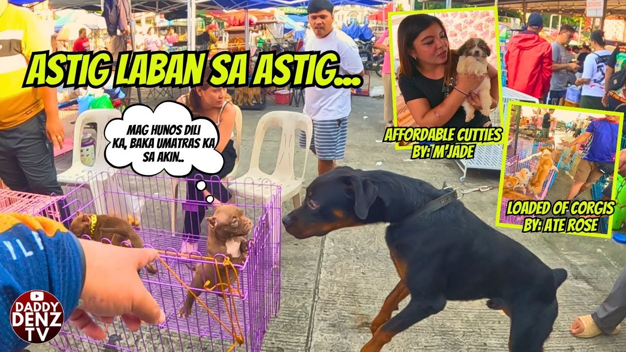 CUTE BULLY HINDI PATINAG SA HIGANTENG ASO.. / pt2 SEP. 28 @GROTTO PET MARKET