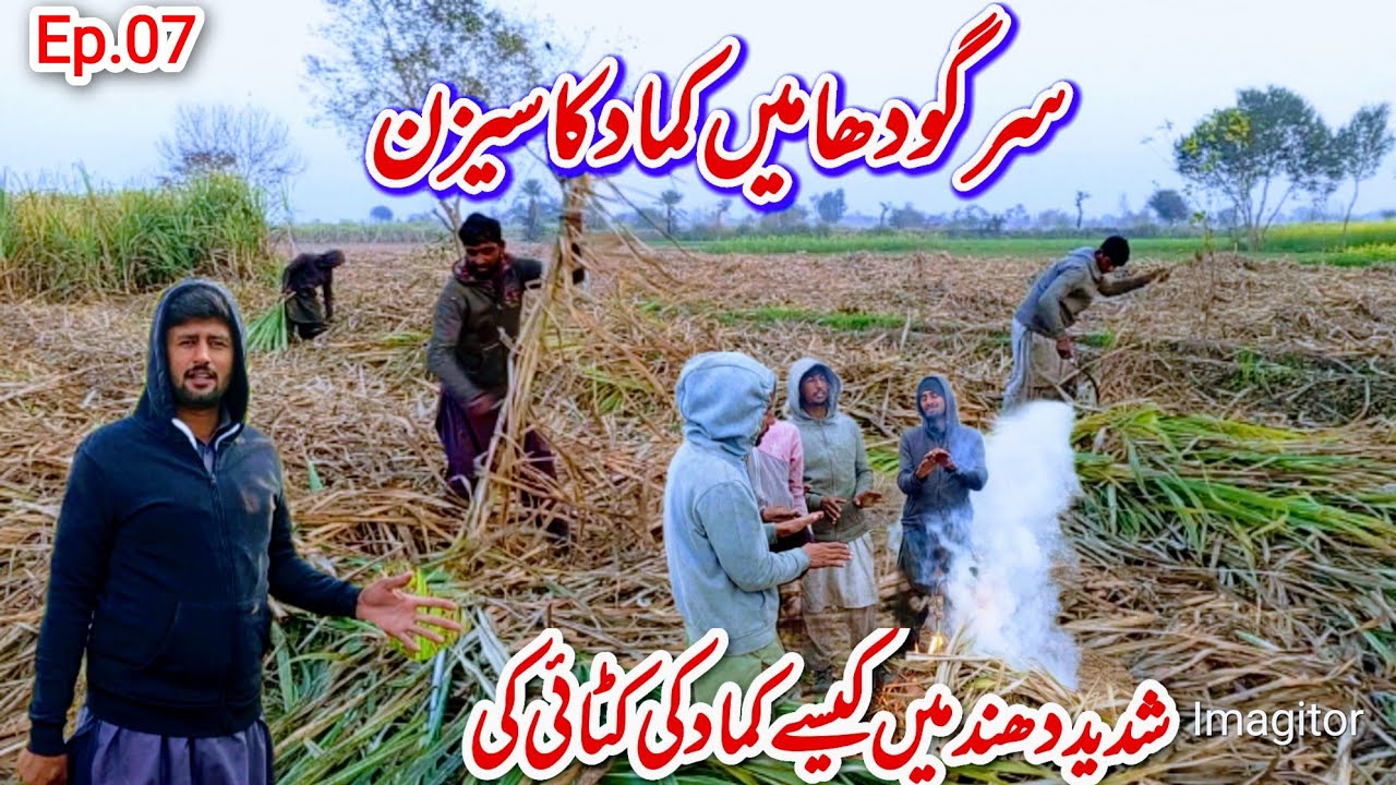 Shadeed smog me kamad ki katai kese ki Sargodha season ep 07