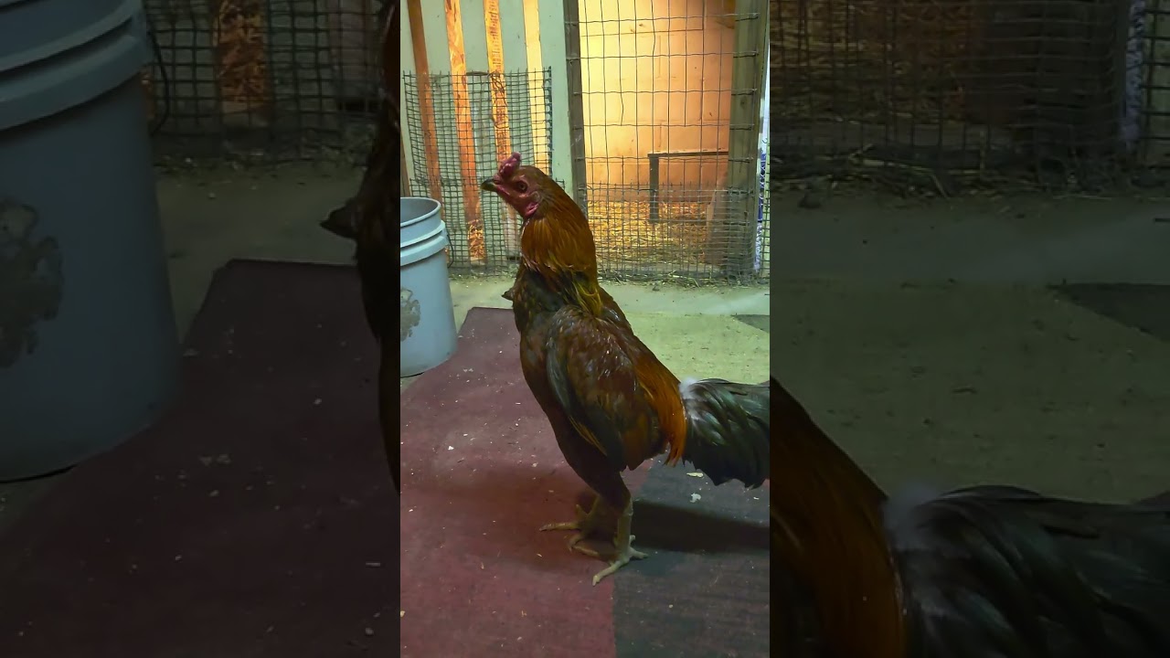 Pumpkin Duke Brood. Young Pama