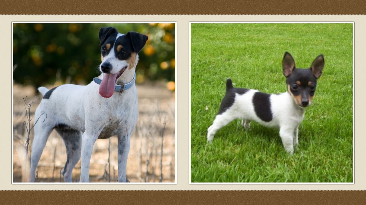 Simaszőrű foxi, foxterrier kutya [fajtabemutató]