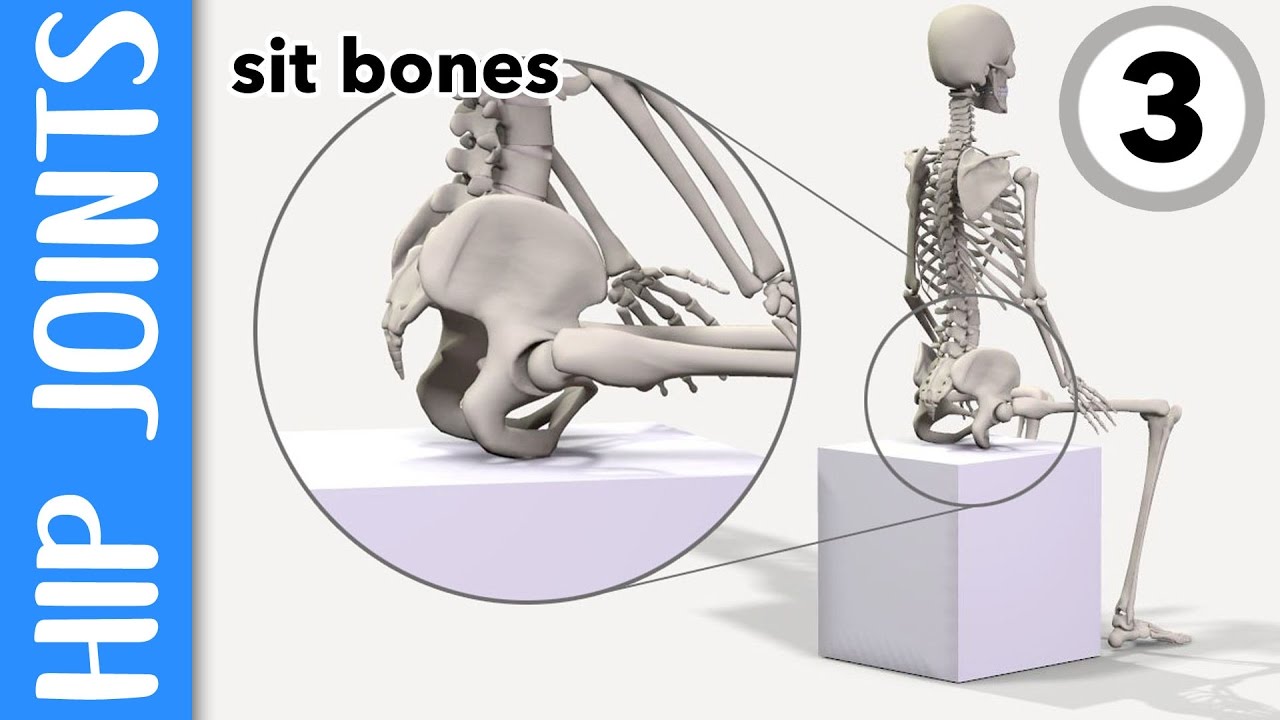 Where are your hip joints and sit-bones? EXPLAINED
