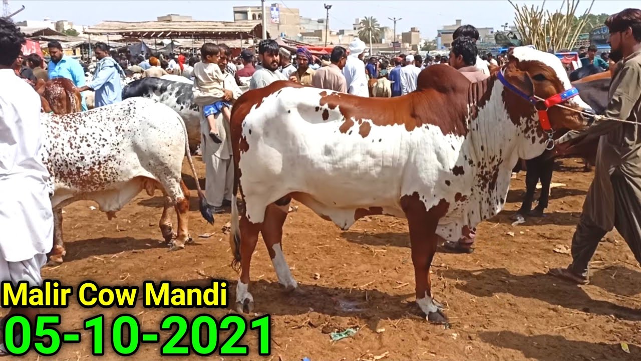 Malir Cow Mandi Latest Update Price 05-10-2021 | Karachi Cattle Market | Bakra Eid 2022 | Cow Mandi