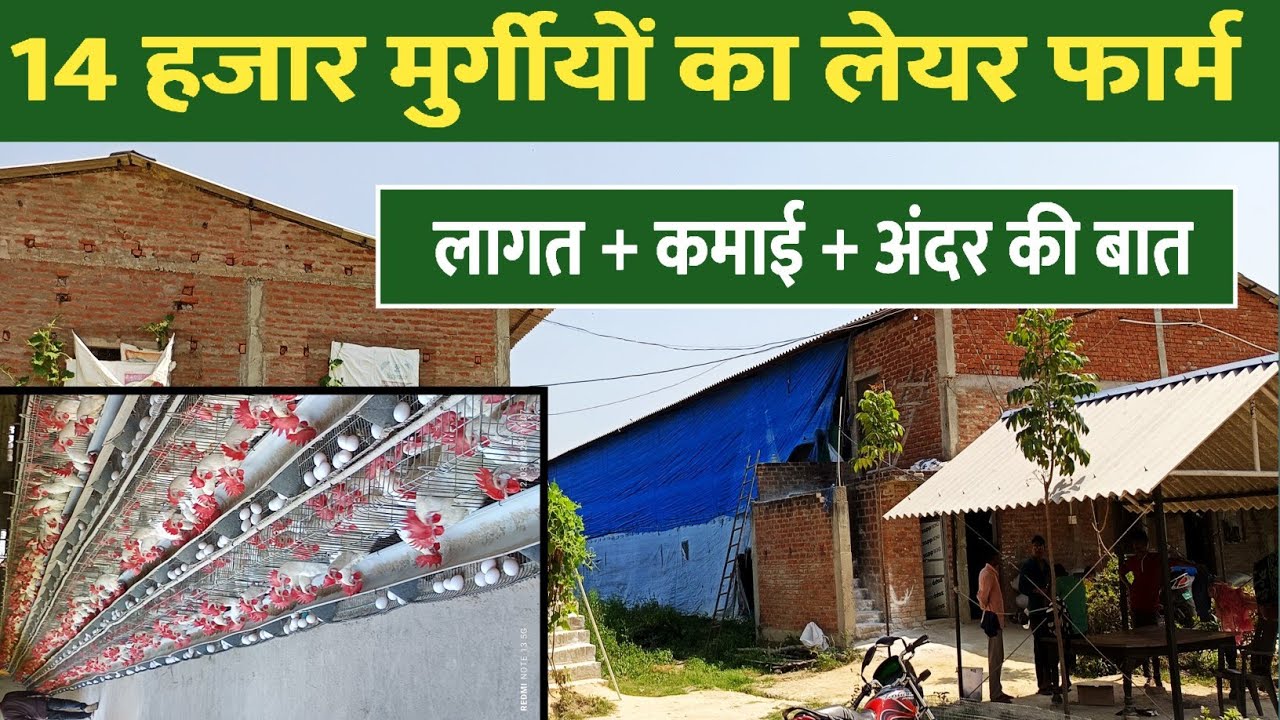 14 हजार मुर्गीयो का लेयर फार्म लागत और कमाई का पूरा हिसाब | Layer Poultry Factory | Layer Farming