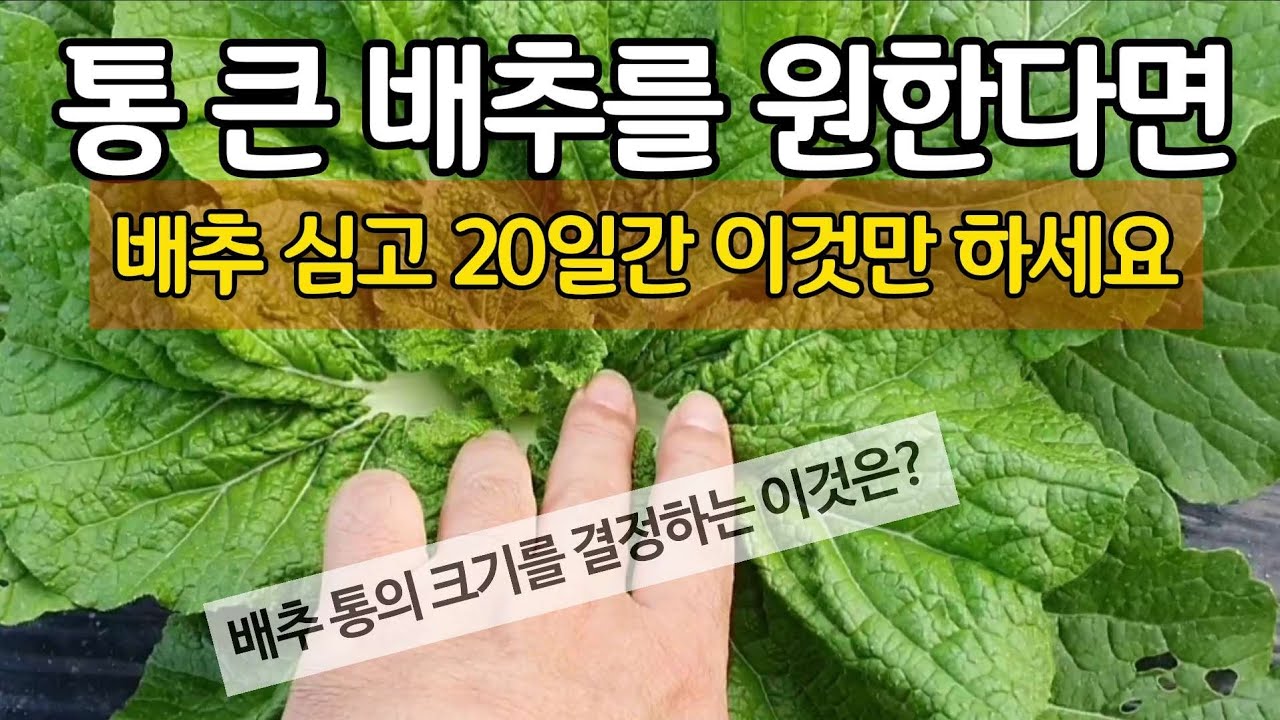 통 큰 배추를 원한다면 배추 심고 20일간 이것만 하세요. 배추통 크기를 결정하는 두가지는?