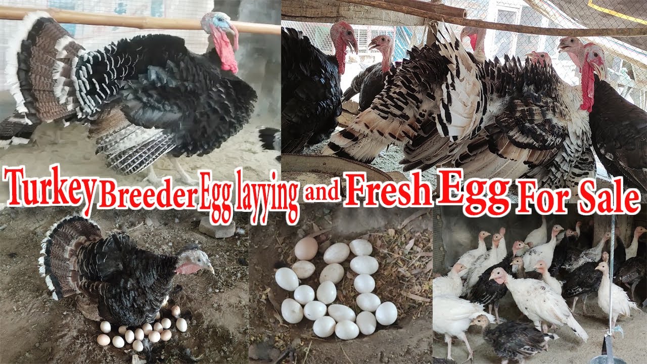 Turkey Bird Breeder Pair Egg Laying For Sale And Turkay Bird Egg For Sale in Pakistan