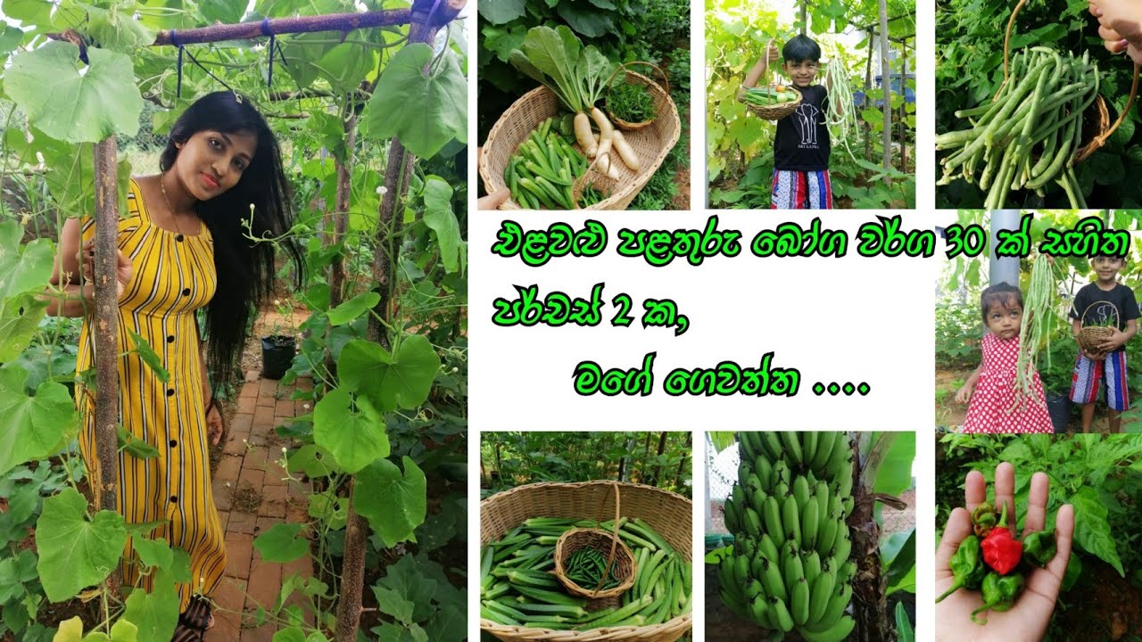 මගේ ගෙවත්ත | පර්චස් 2 ක එළවළු පළතුරු වර්ග 30 ක් | ගෙවතු වගාවට අදහසක්