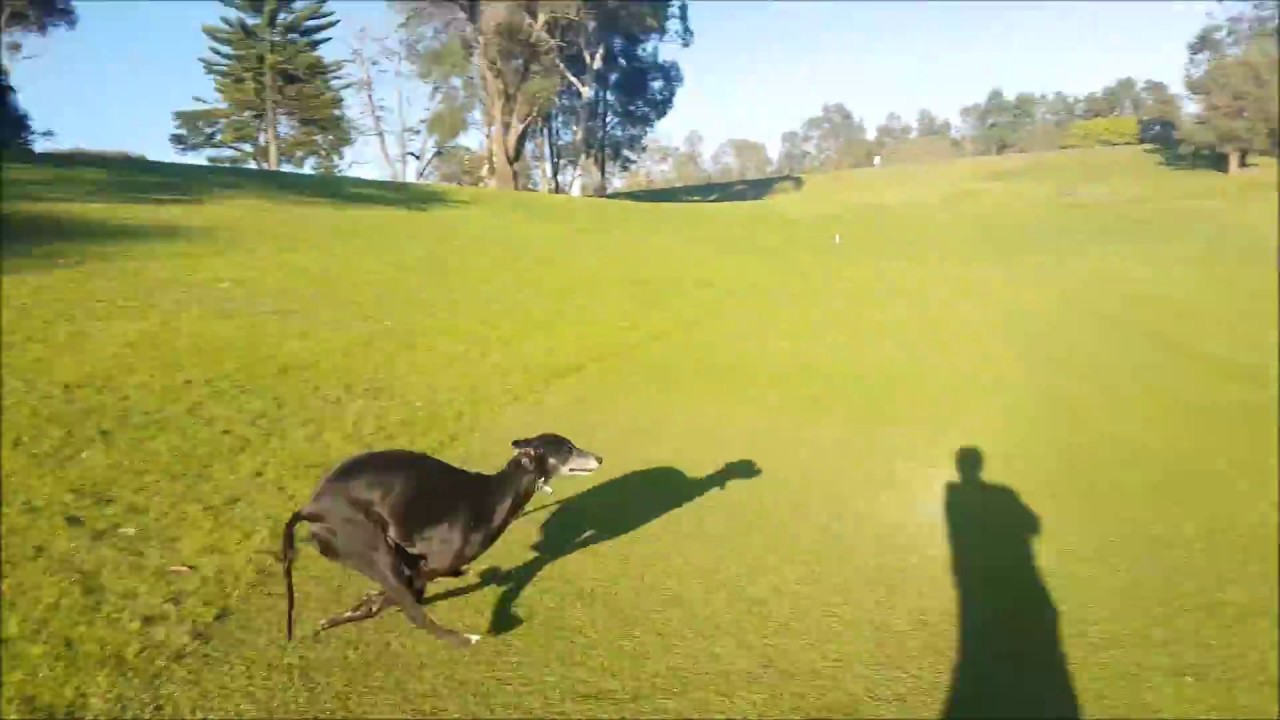 Beautiful 3 years old greyhound running and playing!