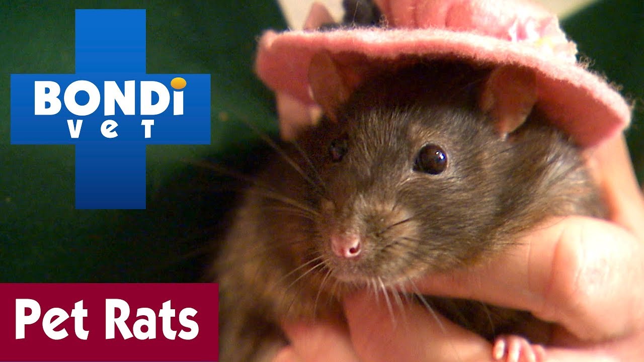 🐀 Having Rats As Pets