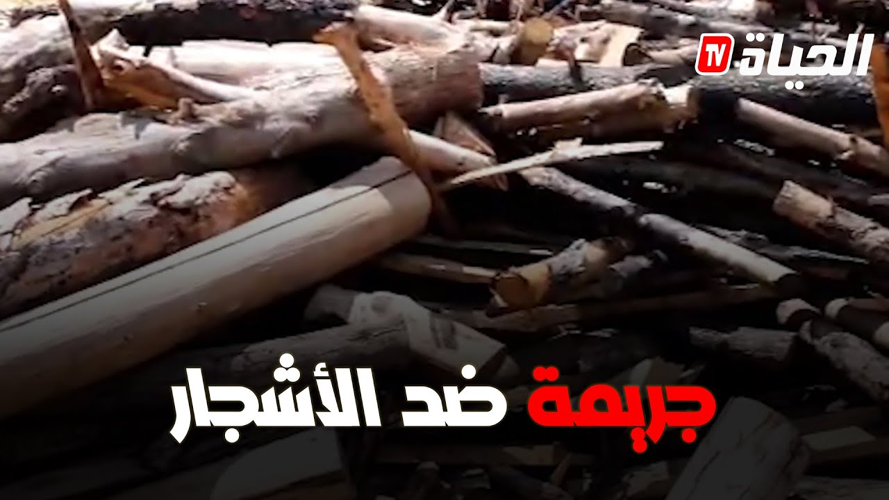 أمن الطارف: توقيف ثلاثة أشخاص يقومون بالإتجار بمادة الفحم من خلال حرق أغصان الأشجار ببلدي الشط