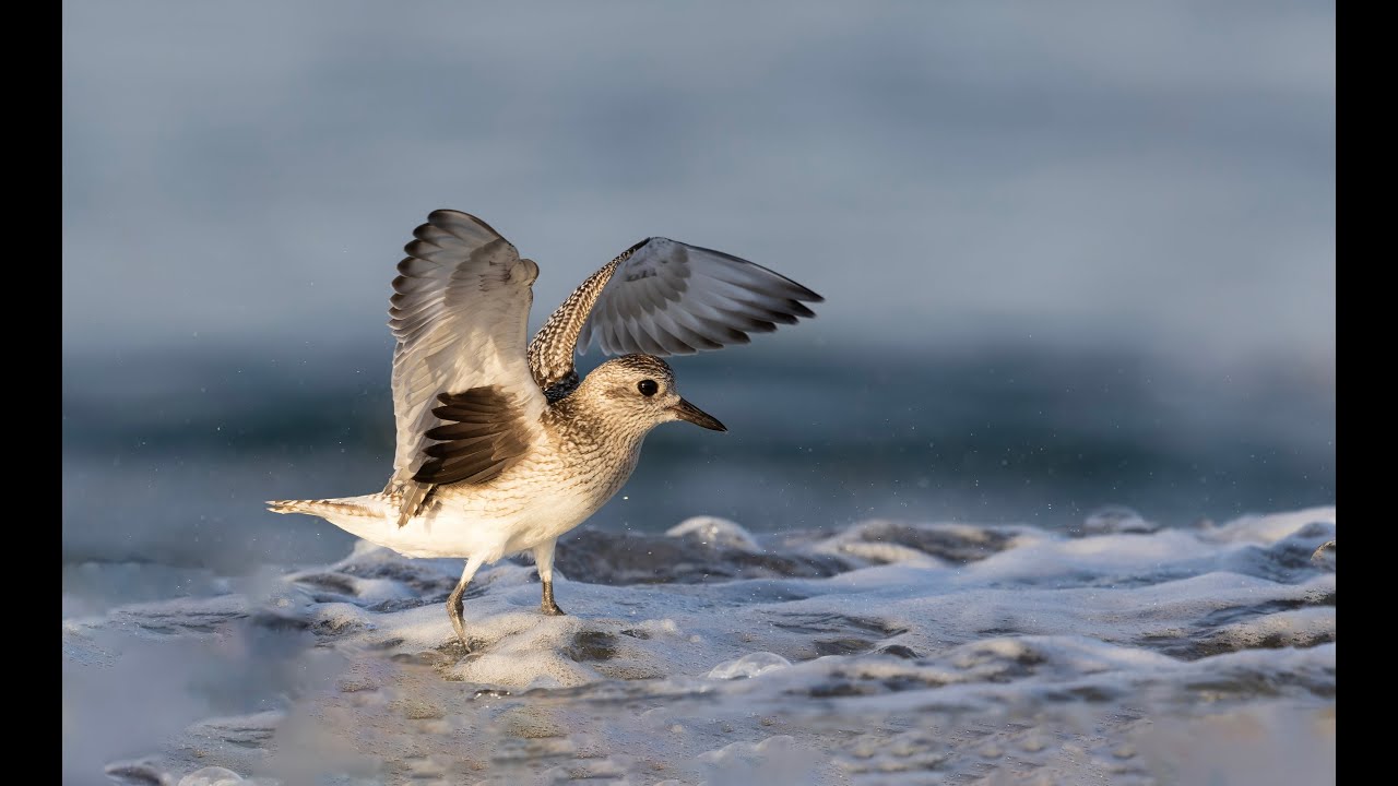 Grey Plover 1