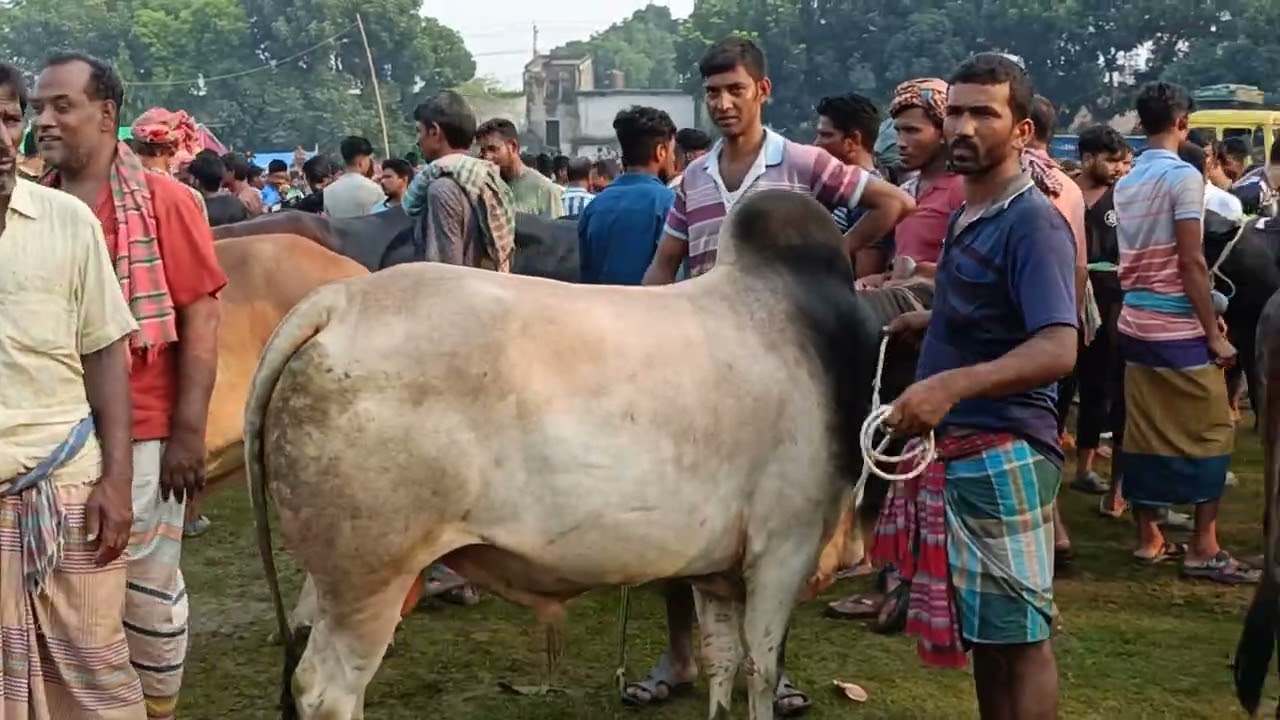 রাজশাহীর বিখ্যাত বড় গরুর বাজার...