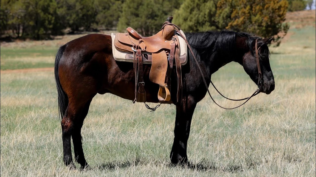 Champ ~ Platinum Equine Auction