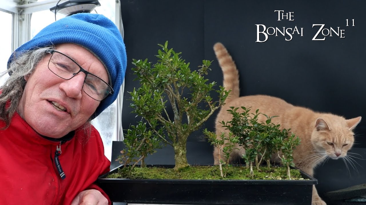 Pruning My Boxwood Trees, The Bonsai Zone, Jan 2025