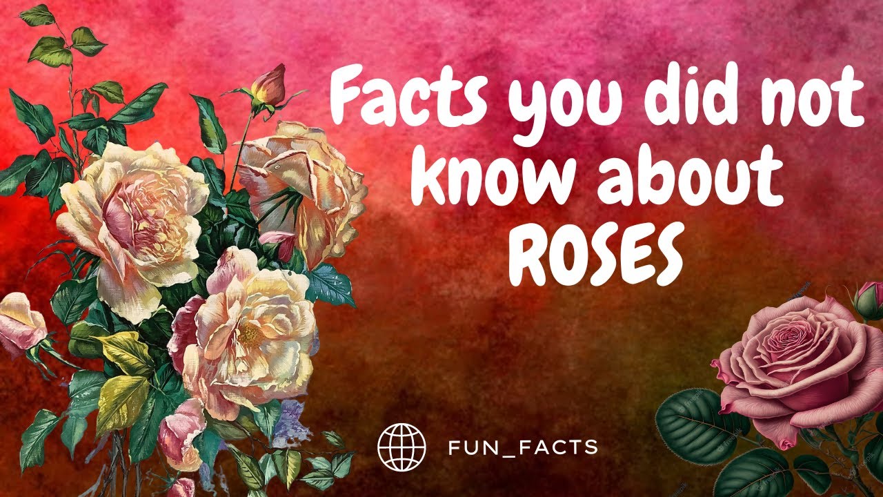 Fun facts about Roses || Rose flower varieties || Rose different colors || Oldest Rose