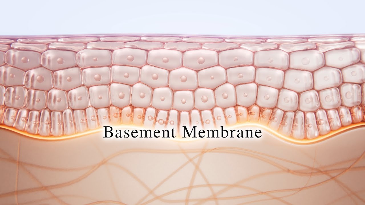 Basement membrane is the source of the skin rejuvenation for beautiful skin.｜Shiseido