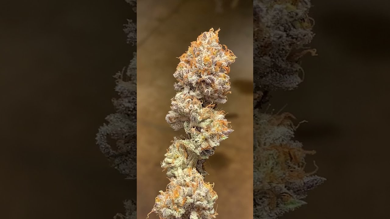 Bad Betty from Exotic Genetix Grown under Fluence spydr 2p