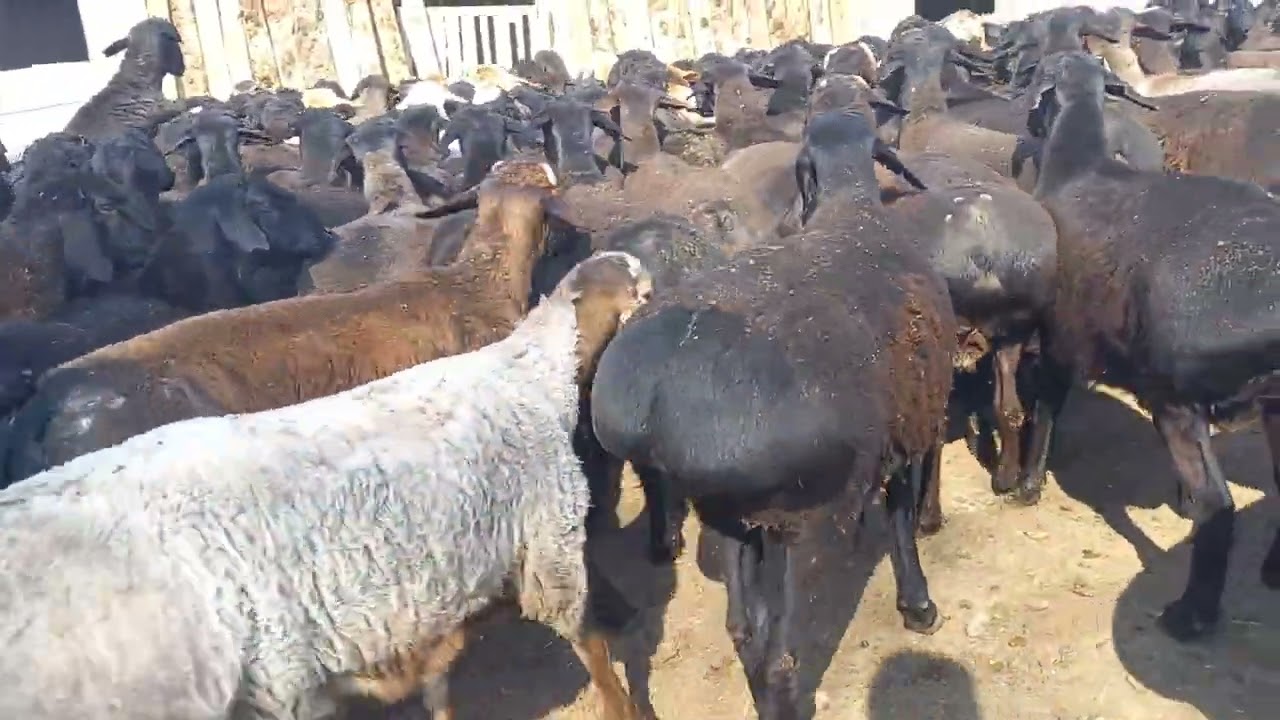 Куй бокиб 3 ойда канча даромад килдим сотилади 938714004 тел