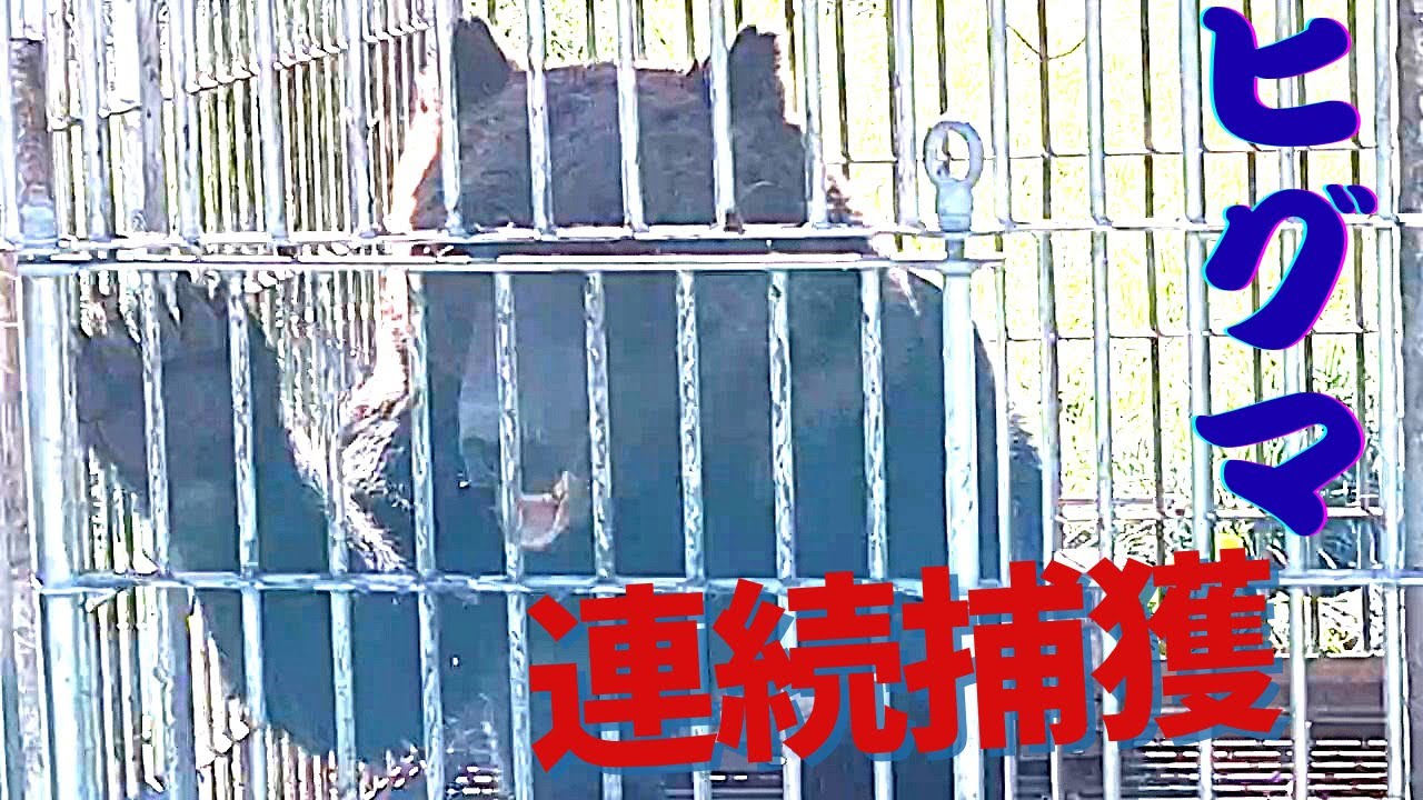 【ヒグマ速報】「ヴォォォ！」体長2m・体重200Kgの巨体が鉄柵の中で大暴れ―連日のように街中への出没が続く北海道砂川市でオスグマ2頭を